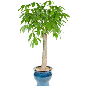 사기화분파키라